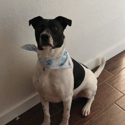 My dog is always so fresh and so clean after his grooming appointment My dog is always so fresh and so clean after his grooming appointment