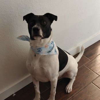 DashHound Grooming - My dog is always so fresh and so clean after his grooming appointment - Pet Groomers Near Me - Bakersfield, California DashHound Grooming - My dog is always so fresh and so clean after his grooming appointment - Pet Groomers Near Me - Bakersfield, California