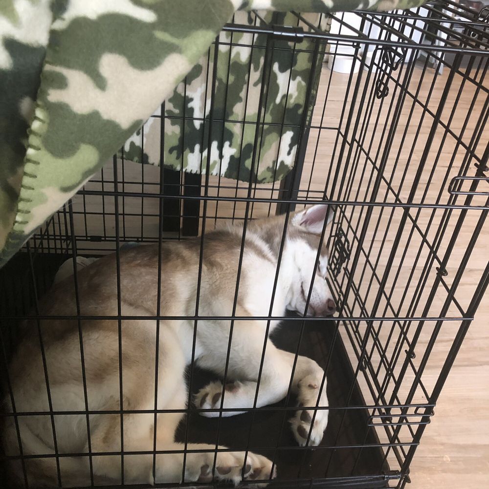 A A Comet Dog Training Services - Comfortable in his crate - Pet Training Near Me