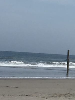Cape May National Wildlife Refuge by null