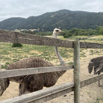 Ostrichland USA - Attraction Farms Near Me - Solvang, California Ostrichland USA - Attraction Farms Near Me - Solvang, California