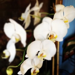 Harkins - Number 12
Phaleanopsis orchid blossoms on the plant.