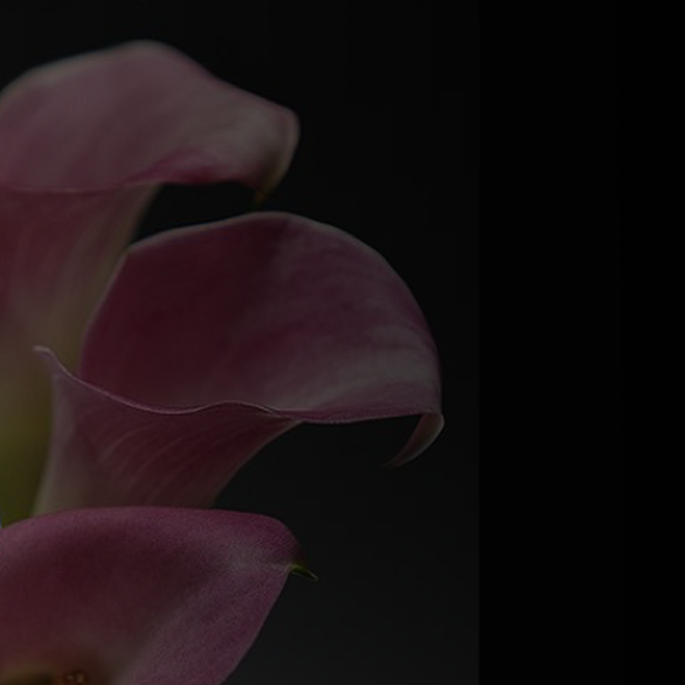 Flowers London Ky Best Flower Site