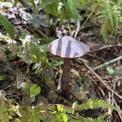 Zaleski State Forest