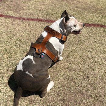 The Pitbull Store - Pet Stores Near Me - Phoenix, Arizona The Pitbull Store - Pet Stores Near Me - Phoenix, Arizona