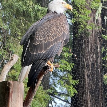 Sequoia Park Zoo - Very close to this bald eagle - Zoos Near Me - Eureka, California
