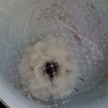 Erin Lindsay Designs - birdcage - Bridal Near Me Erin Lindsay Designs - birdcage - Bridal Near Me