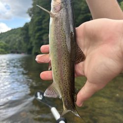 Rainbow Trout