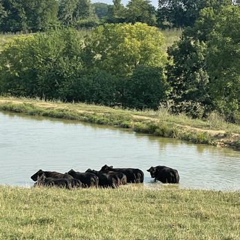 Lake Jericho Recreational Area 10 Photos Campgrounds 1317 Lake Access Rd Smithfield Ky Phone Number