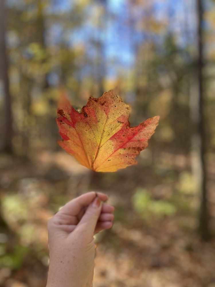 Pattison State Park Logo
