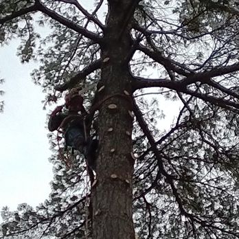 Robert A Kelly Tree Care - White Pine removal just outside of Bayfield Wisconsin. We are new to the Bayfield area and look forward to meeting you this spring. - Tree Services Near Me - Bayfield, Wisconsin Robert A Kelly Tree Care - White Pine removal just outside of Bayfield Wisconsin. We are new to the Bayfield area and look forward to meeting you this spring. - Tree Services Near Me - Bayfield, Wisconsin