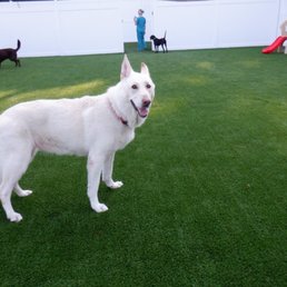 Dog Daycare play area Dog Daycare play area