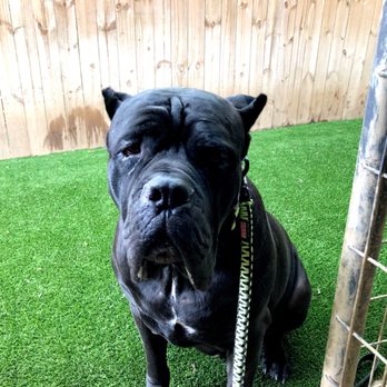 トップス SIIILON DearDOGtrainer BLACK TOP DOG PROFESSIONAL TRAINING - Updated December 2025 - 136 Nw