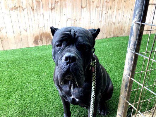 TOP DOG PROFESSIONAL TRAINING - Updated December 2025 - 136 Nw