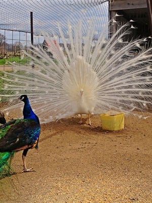 Grandpa Tiny's Farm by null