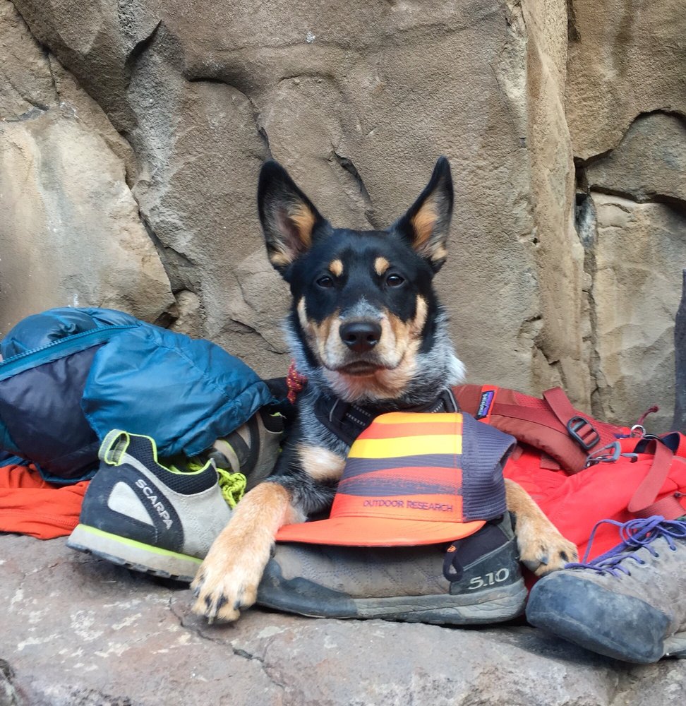 TENDER TOUCH SMALL ANIMAL HOSPITAL 13 Photos & 60 Reviews