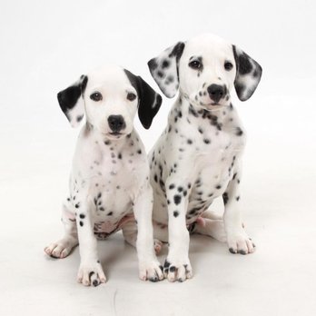 Furry Babies Joliet - Baby Dalmatians! - Pet Stores Near Me - Joliet, Illinois Furry Babies Joliet - Baby Dalmatians! - Pet Stores Near Me - Joliet, Illinois