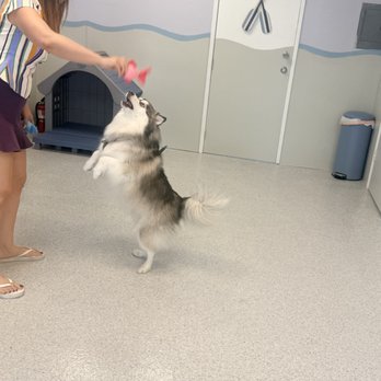 Shiny Paws - Pet Groomers Near Me - Gardena, California Shiny Paws - Pet Groomers Near Me - Gardena, California