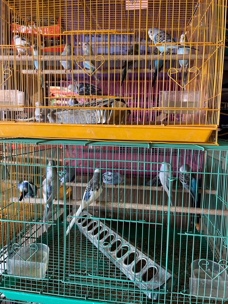 CHEVYS FEED & PET SUPPLY Updated September 2024 2829 Edison Hwy