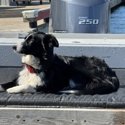 Ashore Water Taxi & Freight - Julep the first mate!