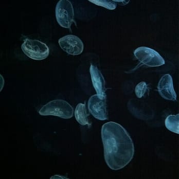 Oceanogràfic - Aquariums Near Me - Valencia, V