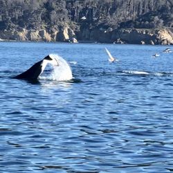 Bodega Bay Whale Watching