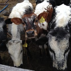 Sweet Rowen Farmstead - Some of our pretty Lineback heifers this spring.