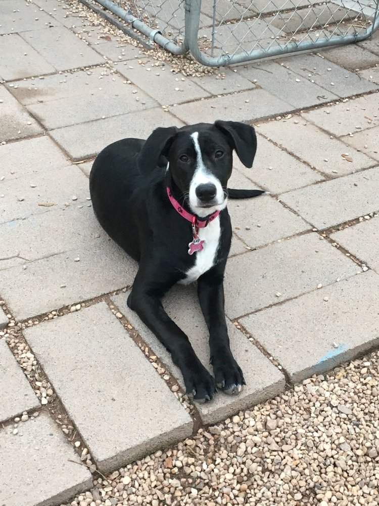 MISS DREW’S DOGGY DAYCARE Updated July 2024 10 Photos & 13 Reviews 3540 Schuylkill Rd