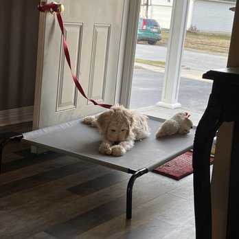 Family Dog K9 Training - Hank relaxing on his cot - Pet Training Near Me - Blacklick, Ohio Family Dog K9 Training - Hank relaxing on his cot - Pet Training Near Me - Blacklick, Ohio