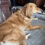 Pawny Tail