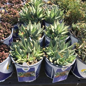Lowe's Home Improvement - Succulents - Hardware Stores Near Me - Carefree, Arizona Lowe's Home Improvement - Succulents - Hardware Stores Near Me - Carefree, Arizona
