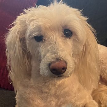 Ristow’s Pet Grooming - Full face showing the full cut of face - Pet Groomers Near Me - Montesano, Washington