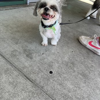 Cali Pet Goodz - Koko fresh out the dog spa - Pet Stores Near Me - Gilroy, California Cali Pet Goodz - Koko fresh out the dog spa - Pet Stores Near Me - Gilroy, California
