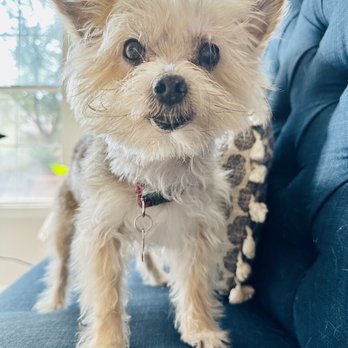 New Image Pet Grooming - Pet Groomers Near Me New Image Pet Grooming - Pet Groomers Near Me