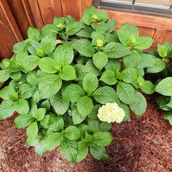 Ole Grady's Nursery - Hydrangeas