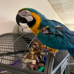 Walker Home Town Animal Care