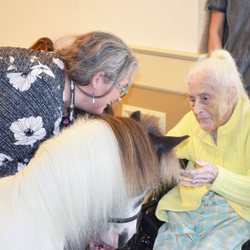 Home Health & Hospice Care - Pet therapy includes mini horses too!