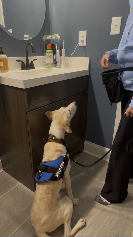 Blue Ridge Mold Dog - mold inspector in Winchester, VA