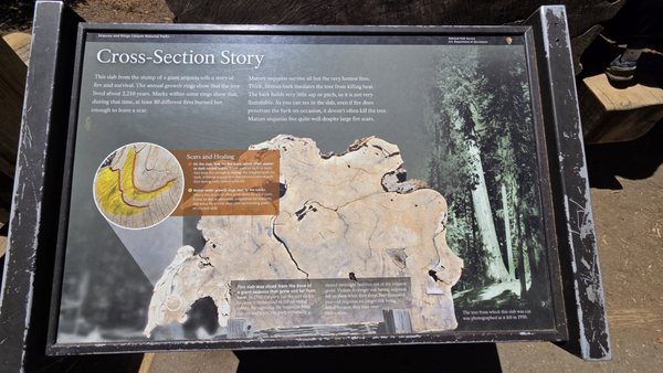 General Sherman Tree by null