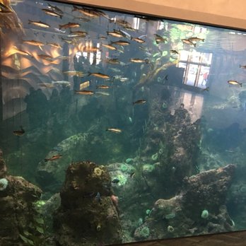 Seattle Aquarium - Aquariums Near Me - Seattle, Washington
