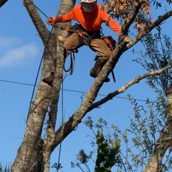 Indian River Tree Solutions