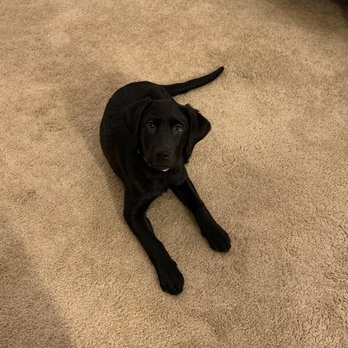 Stofer's Labs - Gracie 12 weeks old - Pet Training Near Me - Prunedale, California Stofer's Labs - Gracie 12 weeks old - Pet Training Near Me - Prunedale, California