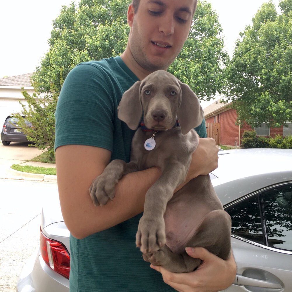 A Silver Lining Weimaraners - Our 18lb boy Hank! - Pet Breeders Near Me A Silver Lining Weimaraners - Our 18lb boy Hank! - Pet Breeders Near Me