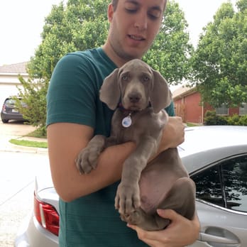 A Silver Lining Weimaraners - Our 18lb boy Hank! - Pet Breeders Near Me A Silver Lining Weimaraners - Our 18lb boy Hank! - Pet Breeders Near Me