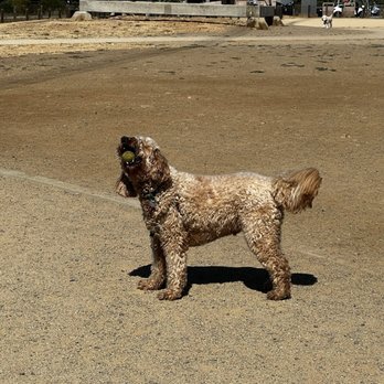 Seal Point Dog Park - Open space - Dog Parks Near Me - San Mateo, California Seal Point Dog Park - Open space - Dog Parks Near Me - San Mateo, California