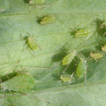 Zing Services - Tree and Shrub Insect Control - Tree Services Near Me - Middleton, Idaho Zing Services - Tree and Shrub Insect Control - Tree Services Near Me - Middleton, Idaho