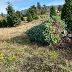 Papa's Tree Farm & Gift Shop