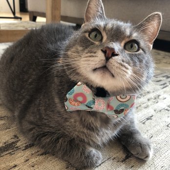 Cat Sitting by Susan - Jojo also wants to say thank you! - Pet Sitting Near Me - Falls Church, Virginia Cat Sitting by Susan - Jojo also wants to say thank you! - Pet Sitting Near Me - Falls Church, Virginia