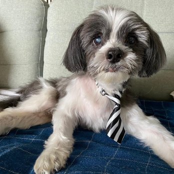 Valentina Pet Care - Our handsome boy after getting the full Valentina treatment! - Pet Boarding Near Me