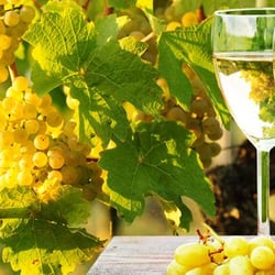 Mosel Namaste